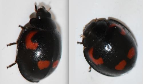Exochomus quadripustulatus